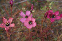 Drosera Cistiflora Seeds Carnivorous Plant - 10 Seeds