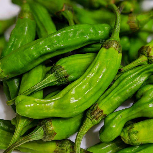 Shishito  Pepper Seeds-50 pepper seeds