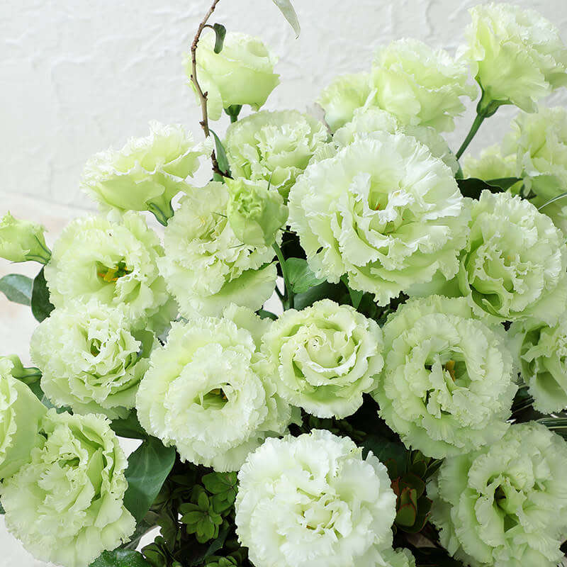 Lisianthus Seeds Abc Green - 10 Lisianthus Seeds