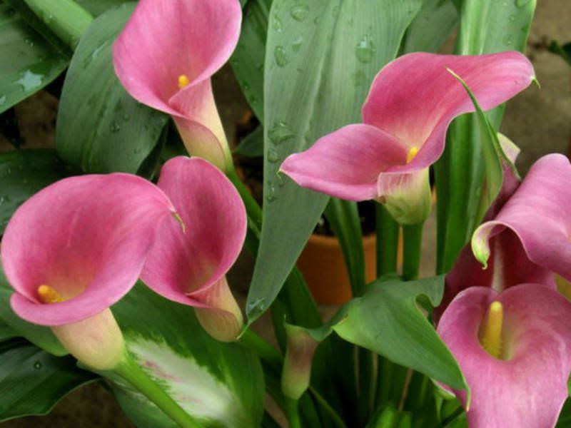 Arum Lily Seeds rehmannii - 5 Arum Lily seeds