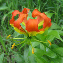 Gloriosa Seeds Superba Flame Lily Orange - 10 Gloriosa Seeds