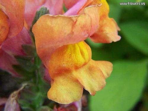 SNAP DRAGON TALL MIXED (25) SEEDS