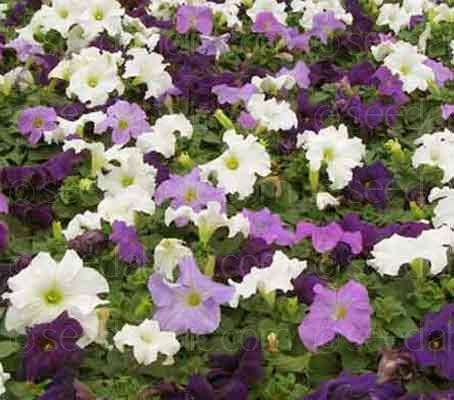 PETUNIA SEEDS COLORAMA MIX - 100+ PETUNIA SEEDS