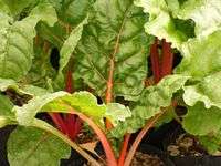 SWISS CHARD (SPINACH)  BRIGHT LIGHTS - 40 SEEDS