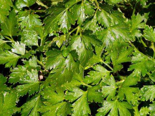 PARSLEY FLAT LEAF ITALIAN 60 PARSLEY SEEDS