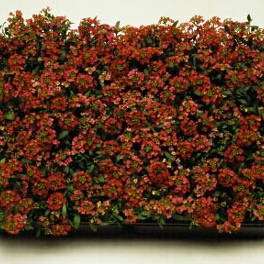 ALYSUM APHRODITE WINE RED 50 SEEDS
