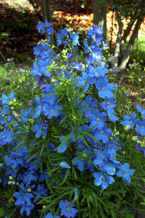 DELPHINIUM BLUE BUTTERFLY - 50 DELPHINIUM SEEDS