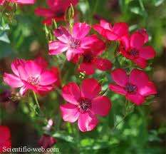 SCARLET FLAX SEEDS - 20 FLAX SEEDS