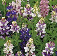 LUPIN PIXIE DELIGHT MIX - 40 LUPIN SEEDS