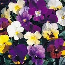 Viola Large Scotch Hybrid Mix - 100 Viola Seeds