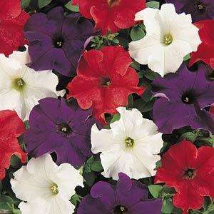 PETUNIA DREAMS MIX - 50 PETUNIA SEEDS