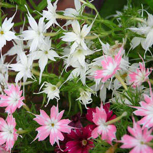 Phlox Twinkle Mix - 200 Seeds