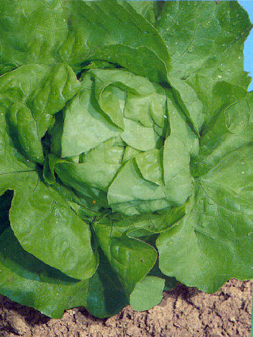 LETTUCE SEEDS BUTTERHEAD ATTRACTION - 200 LETTUCE SEEDS