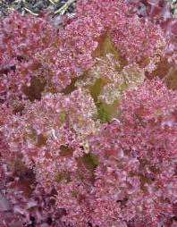LETTUCE RED POEM - 100 LETTUCE SEEDS
