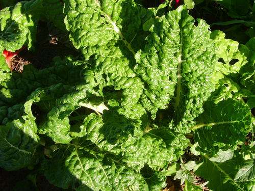 SPINACH - SWISS CHARD FORDHOOK GIANT 100 SPINACH SEEDS