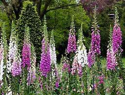 FOXGLOVE SEEDS EXCELSIORS MIX - 100 FOXGLOVE SEEDS