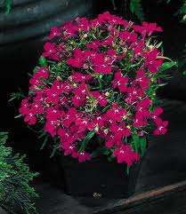 LOBELIA SEEDS RIVIERA  ROSE - 100 LOBELIA SEEDS