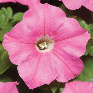 PETUNIA CARPET PINK - 40 SEEDS