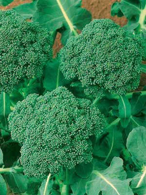 BROCCOLI GREEN SPROUTING CALABRESE 200 ORGANIC BROCCOLI SEEDS