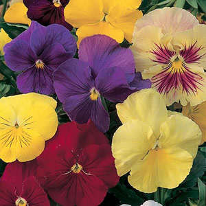 PANSY CLEAR CRYSTAL MIX - 50 SEEDS