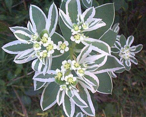 EUPHORBIA SEEDS MOUNTAIN SNOW 40 EUPHORBIA SEEDS