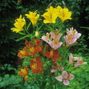 ALSTROEMERIA DR SALTER MIX (Inca Lillies) 10 seeds