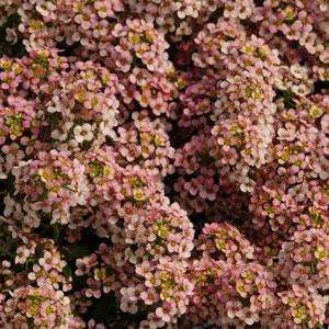 ALYSSUM SEEDS EASTER BONNET PEACH - 50 ALYSSUM SEEDS