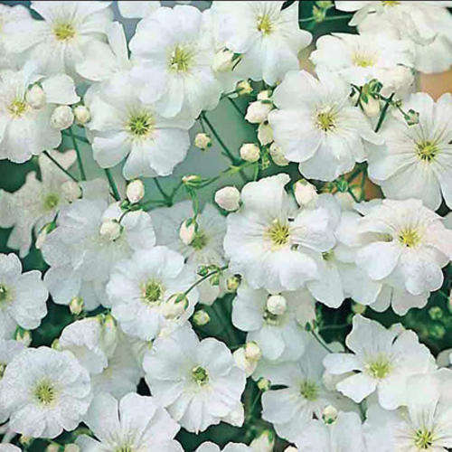 GYPSOPHILA COVENT GARDEN 100 SEEDS