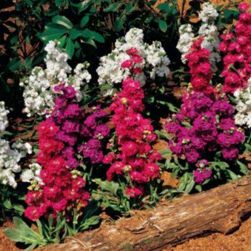 STOCK GIANT IMPERIAL MIX 200 STOCKS SEEDS