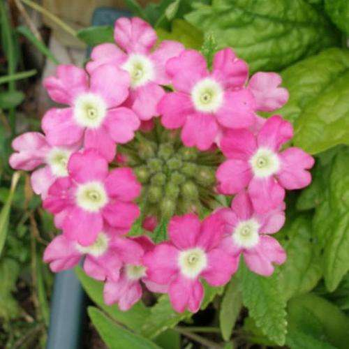 VERBENA SEEDS - 100 IDEAL FLORIST MIX VERBENA SEEDS