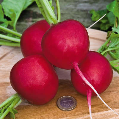 RADISH SEEDS - 100 GERMAN GIANT RADISH SEEDS - REAL GIANT RADISH