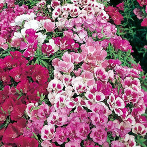 ANCHUSA DWARF MIX 100 SEEDS
