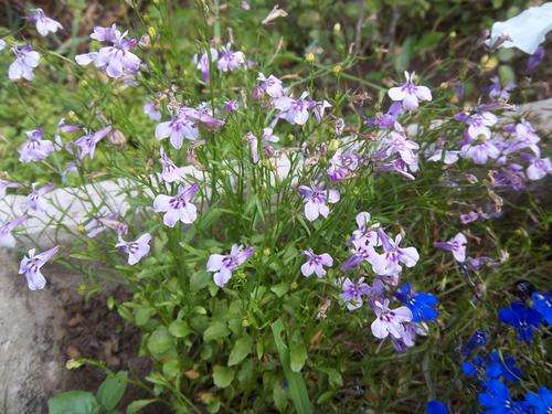 LOBELIA SEEDS LILAC TIME - 100 LOBELIA SEEDS