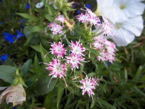 PHLOX TWINKLE MIX - 200 PHLOX SEEDS