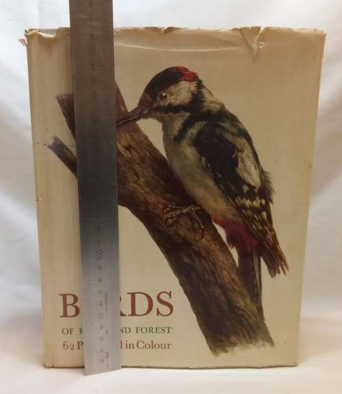 Birds of field and forest Illustrations by E Demartini