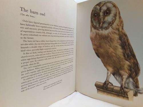 Birds of field and forest Illustrations by E Demartini