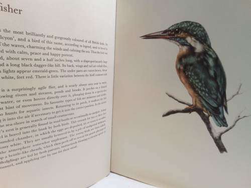 Birds of field and forest Illustrations by E Demartini