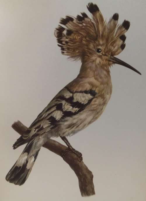 Birds of field and forest Illustrations by E Demartini