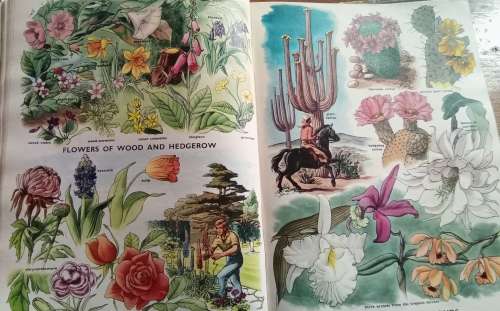 Odham`s encyclopaedia for children - beautiful book, stunning illustrations