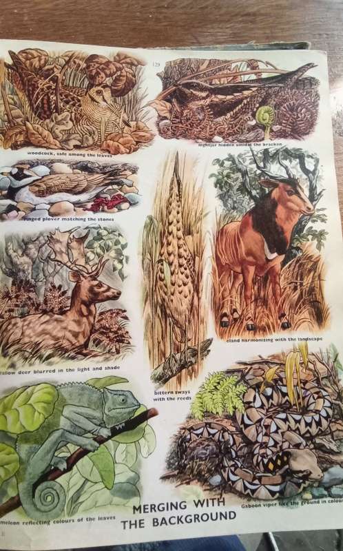 Odham`s encyclopaedia for children - beautiful book, stunning illustrations