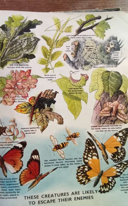 Odham`s encyclopaedia for children - beautiful book, stunning illustrations
