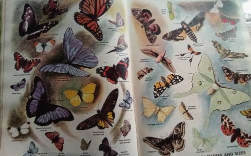 Odham`s encyclopaedia for children - beautiful book, stunning illustrations