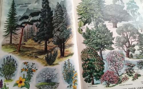 Odham`s encyclopaedia for children - beautiful book, stunning illustrations