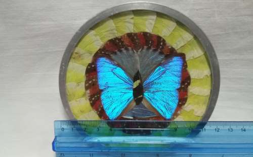 Vintage decorative Morpho Butterfly wing metal plate