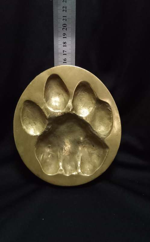 Brass Lion spoor from the registered collection of the B.W. Genis animal foot prints 1980`s