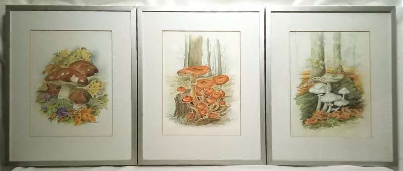 Three beautiful original watercolour paintings
