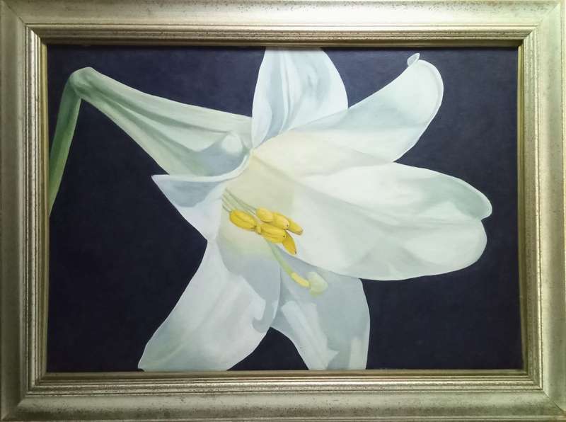 Original - Magnificent St Joseph`s lily by Ed Bredenkamp