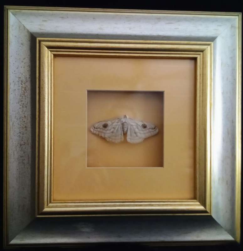 Beautiful Framed moth 1