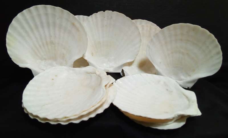12 Vintage shells for serving a starter