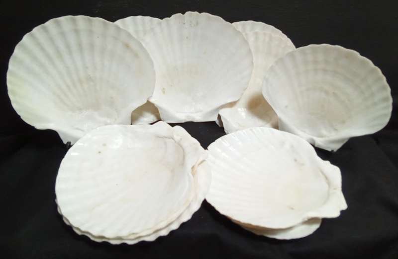 12 Vintage shells for serving a starter